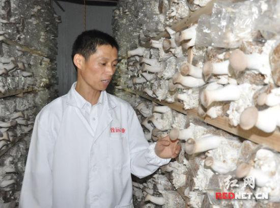 长沙工厂“种”出蘑菇，端上普通市民餐桌可生吃